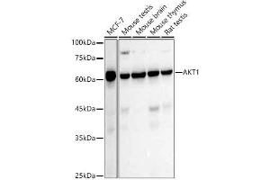 Western blot analysis of extracts of various cell lines, using  antibody (ABIN7271243) at 1:1000 dilution.