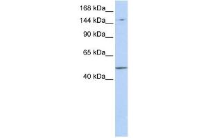 PRDM15 antibody used at 1 ug/ml to detect target protein. (PRDM15 antibody  (Middle Region))