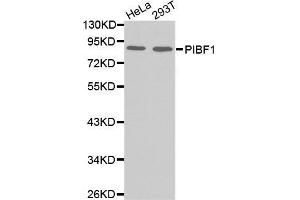 Western blot analysis of extracts of various cell lines, using PIBF1 antibody.