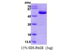 SDS-PAGE (SDS) image for serpin Peptidase Inhibitor, Clade F (Alpha-2 Antiplasmin, Pigment Epithelium Derived Factor), Member 1 (SERPINF1) (AA 20-418) protein (His tag) (ABIN667116) (PEDF Protein (AA 20-418) (His tag))