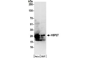 Western Blotting (WB) image for anti-Heat Shock 27kDa Protein 1 (HSPB1) (AA 155-205) antibody (ABIN7453920)