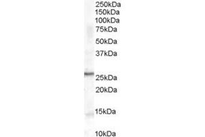 ABIN185387 (0. (POMC antibody  (C-Term))