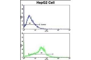 Flow cytometric analysis of HepG2 cells using P Antibody (N-term)(bottom histogram) compared to a negative control cell (top histogram).