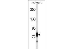 Western blot analysis in mouse heart tissue lysates (35ug/lane). (SCYL3 antibody  (C-Term))
