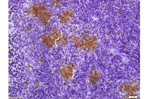 Formalin-fixed and paraffin embedded mouse spleen labeled with Anti-TXNRD1 Polyclonal Antibody, Unconjugated (ABIN1386102) at 1:200 followed by conjugation to the secondary antibody and DAB staining (TXNRD1 antibody  (AA 451-550))
