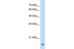 Western Blotting (WB) image for anti-Transcription Factor MafG (Mafg) antibody (ABIN2461656) (Mafg antibody)
