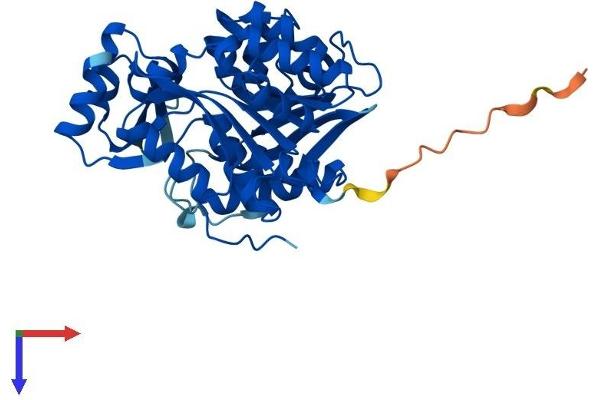 ADK Protein (AA 1-361) (His tag)