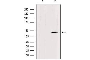 Western blot analysis of extracts from mouse brain, using Oct-6 Antibody. (POU3F1 antibody  (Internal Region))