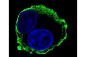 Confocal immunofluorescent analysis of MMP14 antibody with HepG2 cells followed by Alexa Fluor 488-conjugated goat anti-mouse lgG (green). (MMP14 antibody  (AA 470-499))