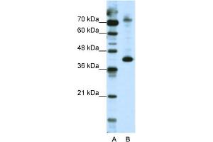WB Suggested Anti-NKRF Antibody Titration:  2. (NKRF antibody  (N-Term))