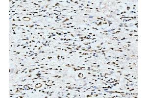 IHC analysis of ARL6IP6 using anti-ARL6IP6 antibody (ABIN7603020). (ARL6IP6 antibody  (Middle Region))