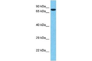 Western Blotting (WB) image for anti-Sp1 Transcription Factor (SP1) (Middle Region) antibody (ABIN2505805) (SP1 antibody  (Middle Region))
