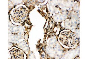 Anti-Annexin V Picoband antibody,  IHC(P): Rat Kidney Tissue