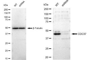 Western blotting analysis using CDC37 antibody (ABIN7798010).