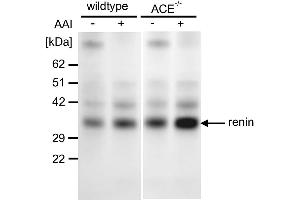 Western blot from kidney tissue using an antibody against against renin in the wildtype and ACE−/− mice treated with vehicle or aristolochic acid I (AAI). (Renin antibody  (AA 22-402))