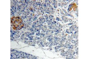 IHC-P analysis of Kidney tissue, with DAB staining. (ACVA antibody  (AA 44-178))