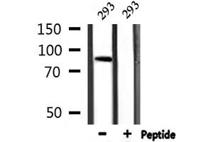 Western blot analysis of extracts from 293, using AKAP2 Antibody. (AKAP2 antibody  (N-Term))
