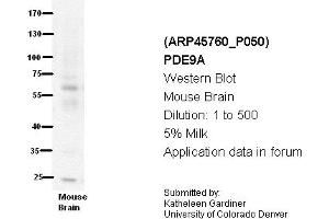 Image no. 1 for anti-phosphodiesterase 9A (PDE9A) (N-Term) antibody (ABIN310727) (PDE9A antibody  (N-Term))