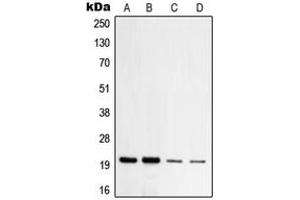 Western blot analysis of TOM20 expression in HeLa (A), HepG2 (B), NIH3T3 (C), PC12 (D) whole cell lysates.