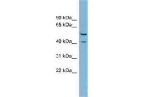 Image no. 1 for anti-Ets2 Repressor Factor (ERF) (N-Term) antibody (ABIN6742012) (ERF antibody  (N-Term))