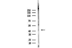 Western blot analysis of lysates from Mouse brain, using GNAQ Antibody at 1/1000 dilution.