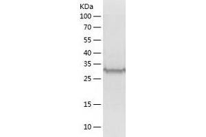 Western Blotting (WB) image for RAD51 Homolog D (RAD51D) (AA 1-328) protein (His tag) (ABIN7284629) (RAD51D Protein (AA 1-328) (His tag))