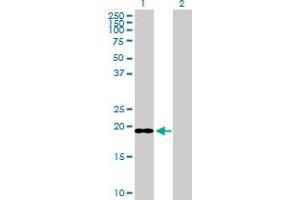 Western Blot analysis of ICT1 expression in transfected 293T cell line by ICT1 MaxPab polyclonal antibody.