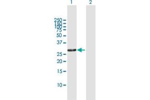 Western Blot analysis of RPA4 expression in transfected 293T cell line by RPA4 MaxPab polyclonal antibody.