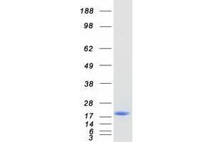 Validation with Western Blot (SPATA33 Protein (Myc-DYKDDDDK Tag))