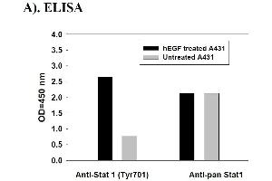 Image no. 5 for Signal Transducer and Activator of Transcription 1, 91kDa (STAT1) ELISA Kit (ABIN625244) (STAT1 ELISA Kit)
