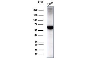 Analysis of Protein Array containing more than 19,000 full-length human proteins using Albumin Mouse Monoclonal Antibody (ALB/2355). (Albumin antibody)