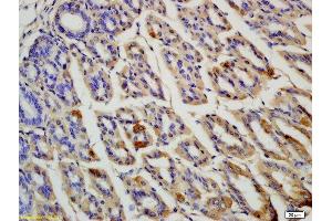 Formalin-fixed and paraffin embedded rat colon labeled with Anti OLFM4 Polyclonal Antibody, Unconjugated  at 1:200 followed by conjugation to the secondary antibody and DAB staining (Olfactomedin 4 antibody  (AA 111-510))