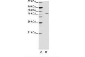 Image no. 1 for anti-Zinc Finger and SCAN Domain Containing 25 (ZSCAN25) (C-Term) antibody (ABIN203159) (Zinc Finger and SCAN Domain Containing 25 (ZSCAN25) (C-Term) antibody)