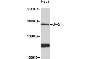 Western blot analysis of extracts of HeLa cells, using JAG1 antibody (ABIN6291335) at 1:3000 dilution.