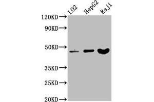 Western Blot Positive WB detected in: LO2 whole cell lysate, HepG2 whole cell lysate, Raji whole cell lysate All lanes: SERPINB2 antibody at 3. (SERPINB2 antibody  (AA 293-389))
