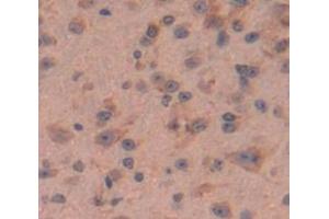 Figure. (MIF antibody  (AA 4-112))