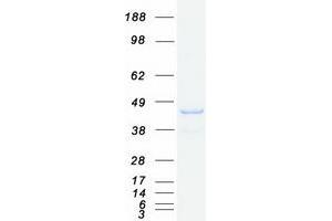 Validation with Western Blot (SNX16 Protein (Transcript Variant 2) (Myc-DYKDDDDK Tag))