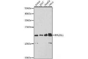 Western blot analysis of extracts of various cell lines using RPL26L1 Polyclonal Antibody at dilution of 1:3000. (RPL26L1 antibody)