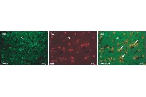 Image no. 2 for anti-KISS1 Receptor (KISS1R) (AA 375-396) antibody (ABIN2873009) (KISS1R antibody  (AA 375-396))