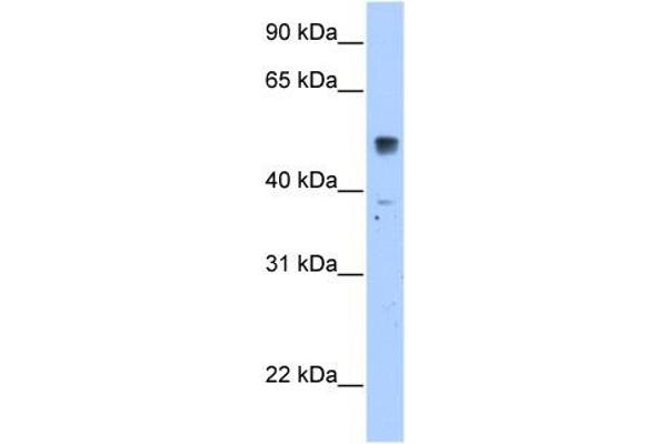 SLC35F5 antibody  (C-Term)