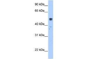 SLC35F5 antibody used at 2.