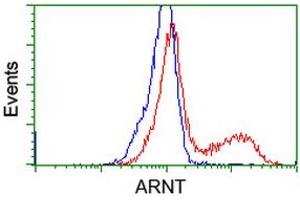 Image no. 7 for anti-Aryl Hydrocarbon Receptor Nuclear Translocator (ARNT) antibody (ABIN1496729) (ARNT antibody)