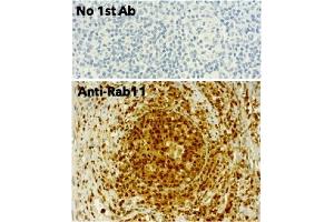 Immunohistochemistry (IHC) image for anti-RAB11A, Member RAS Oncogene Family (RAB11A) (C-Term) antibody (ABIN1440026) (RAB11A antibody  (C-Term))