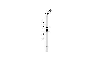 Anti-KMO Antibody (Center) at 1:2000 dilution + mouse liver lysate Lysates/proteins at 20 μg per lane. (KMO antibody  (AA 155-182))