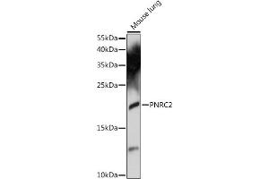 Western blot analysis of extracts of mouse lung, using PNRC2 antibody (ABIN7269556) at 1:1000 dilution.