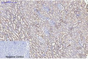 Immunohistochemical analysis of paraffin-embedded rat kidney tissue. (Cytochrome C antibody)