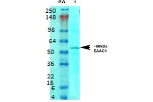 Western Blot analysis of Rat brain membrane lysate showing detection of EAAT3 protein using Mouse Anti-EAAT3 Monoclonal Antibody, Clone S180-41 . (SLC1A1 antibody  (AA 1-524) (Biotin))