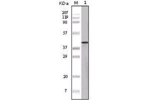 Western Blotting (WB) image for anti-Ovalbumin (OVA) antibody (ABIN1108541)