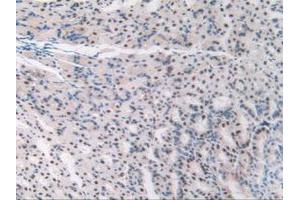 IHC-P analysis of Mouse Stomach Tissue, with DAB staining. (TALDO1 antibody  (AA 35-285))