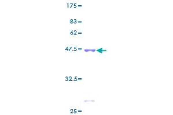 PEBP1 Protein (AA 1-187) (GST tag)